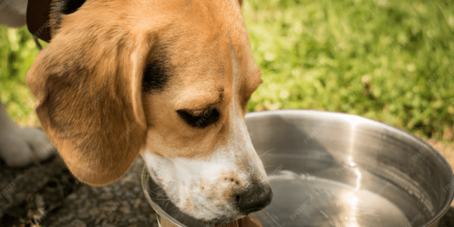 Calor intenso exige atenção redobrada à alimentação e à hidratação dos pets – Portal Cães e Gatos