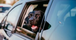 Enjoo em viagens: como identificar e prevenir a cinetose em cães e gatos nas férias – Portal Cães e