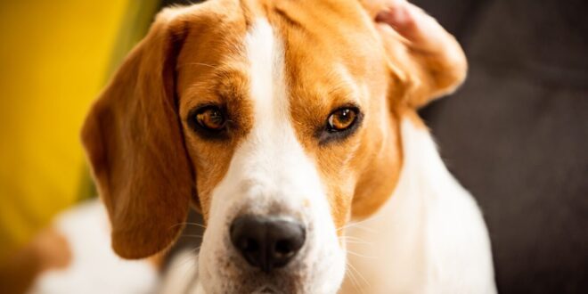 Cães têm “sexto sentido”? Ciência explica como pets detectam perigos, doenças e mudanças no ambiente –