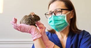 Anorexia em pequenos roedores é tema da programação científica do VMX 2026 – Portal Cães e Gatos