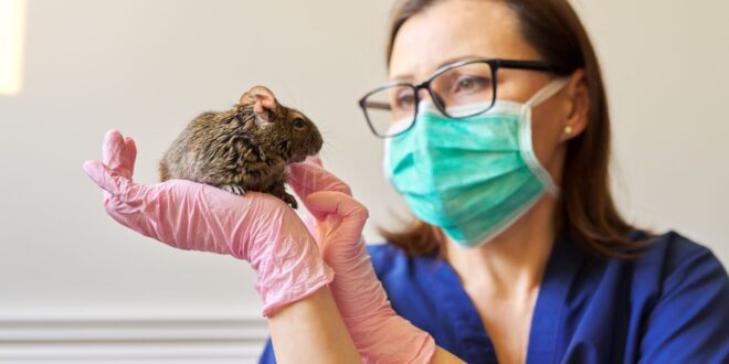 Anorexia em pequenos roedores é tema da programação científica do VMX 2026 – Portal Cães e Gatos