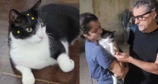 Gata premiada por “O Agente Secreto” foi treinada com petiscos para atuar no filme – Portal Cães e Gatos