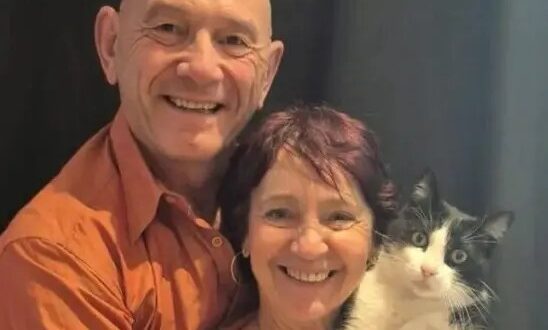 Gato perdido na Espanha percorre 250 km e consegue voltar para casa na França – Portal Cães e Gatos