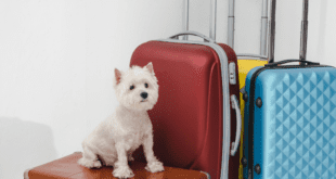 Destinos de viagem ideais para cães: praias, trilhas e parques que aceitam pets no Brasil – Portal