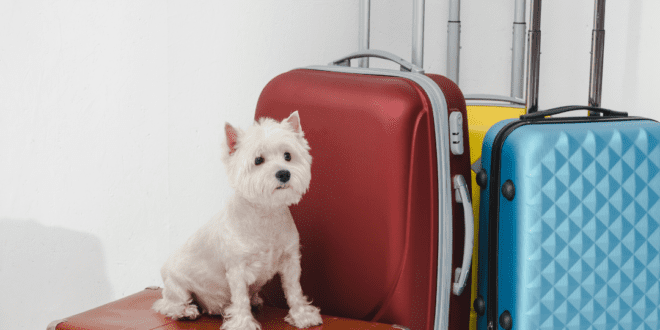 Destinos de viagem ideais para cães: praias, trilhas e parques que aceitam pets no Brasil – Portal