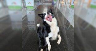 Conheça Max, o border collie que ajuda a combater o tráfico no Aeroporto de Brasília – Portal Cães e