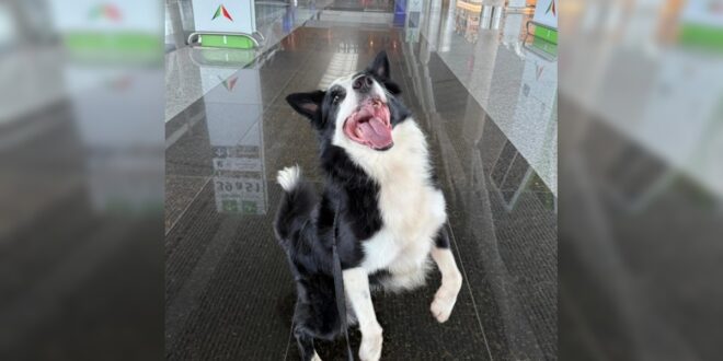 Conheça Max, o border collie que ajuda a combater o tráfico no Aeroporto de Brasília – Portal Cães e