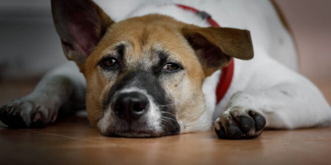 Janeiro Branco chama atenção para a saúde emocional de cães e gatos – Portal Cães e Gatos