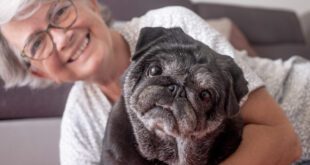 Fevereiro Roxo: campanha chama atenção para o envelhecimento de cães e gatos – Portal Cães e Gatos