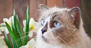 Guia de raças: Gato Ragdoll – Portal Cães e Gatos