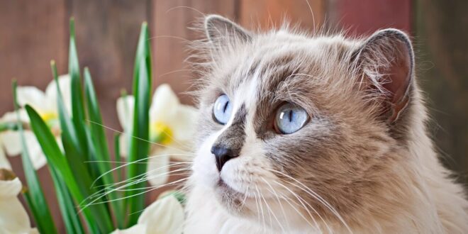 Guia de raças: Gato Ragdoll – Portal Cães e Gatos