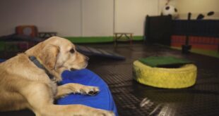 Elanco orienta: cuidados essenciais com pets antes de deixá-los em hoteizinhos durante o verão –