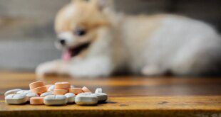 Medicamentos humanos tóxicos para cães e gatos – Portal Cães e Gatos