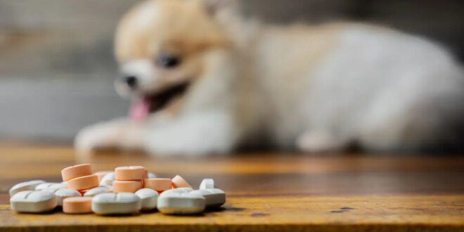 Medicamentos humanos tóxicos para cães e gatos – Portal Cães e Gatos