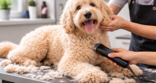 Tosar seu pet no calor é seguro ou perigoso?