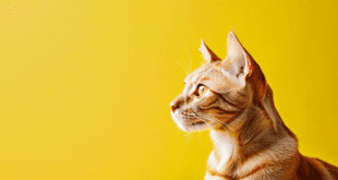 O que muda no universo pet em 2026?