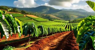 Agro Capixaba em Alta: Café, Cacau e Oportunidades