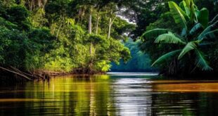 Segredo Verde: Cerrado Surpreende e Supera a Amazônia