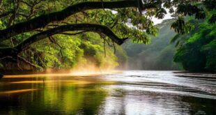 Pare de Ignorar as Crises Ambientais que Sacodem o Brasil