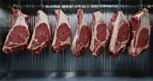 Peças de carne bovina penduradas em ganchos dentro de câmara frigorífica de aço