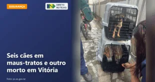 Seis cães em maus-tratos e outro morto em Vitória — Direto Notícias