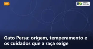 Gato Persa: origem, temperamento e os cuidados que a raça exige — Direto Notícias
