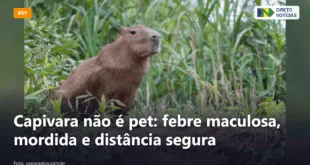 Capivara não é pet: febre maculosa, mordida e distância segura — Direto Notícias