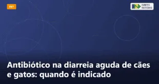 Antibiótico na diarreia aguda de cães e gatos: quando é indicado — Direto Notícias