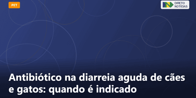 Antibiótico na diarreia aguda de cães e gatos: quando é indicado — Direto Notícias