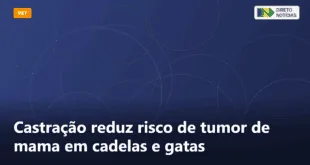 Castração reduz risco de tumor de mama em cadelas e gatas — Direto Notícias