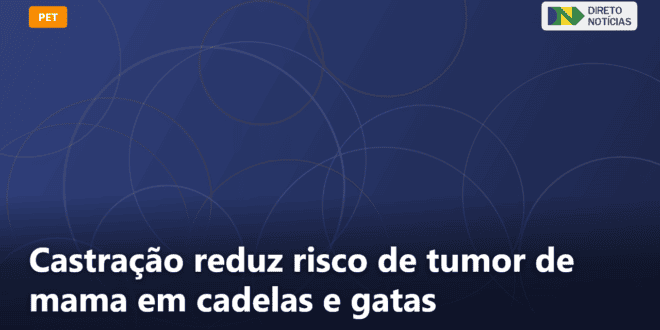 Castração reduz risco de tumor de mama em cadelas e gatas — Direto Notícias