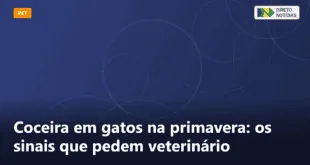 Coceira em gatos na primavera: os sinais que pedem veterinário — Direto Notícias