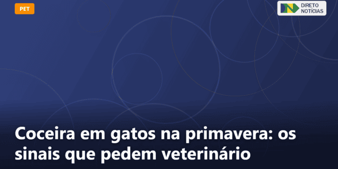 Coceira em gatos na primavera: os sinais que pedem veterinário — Direto Notícias