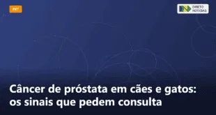 Câncer de próstata em cães e gatos: os sinais que pedem consulta — Direto Notícias