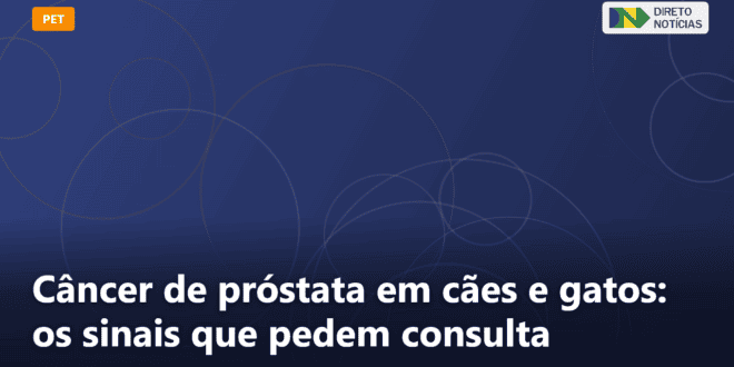 Câncer de próstata em cães e gatos: os sinais que pedem consulta — Direto Notícias