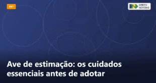 Ave de estimação: os cuidados essenciais antes de adotar — Direto Notícias