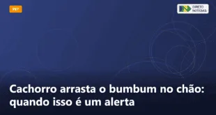Cachorro arrasta o bumbum no chão: quando isso é um alerta — Direto Notícias