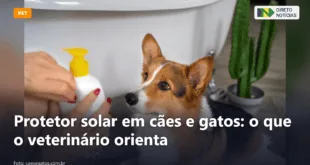 Protetor solar em cães e gatos: o que o veterinário orienta — Direto Notícias