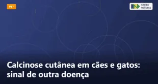 Calcinose cutânea em cães e gatos: sinal de outra doença — Direto Notícias