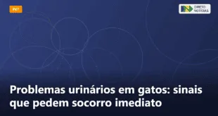 Problemas urinários em gatos: sinais que pedem socorro imediato — Direto Notícias