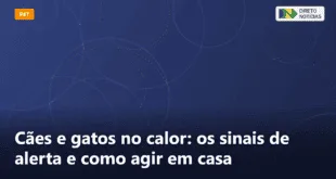 Cães e gatos no calor: os sinais de alerta e como agir em casa — Direto Notícias