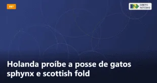 Holanda proíbe a posse de gatos sphynx e scottish fold — Direto Notícias