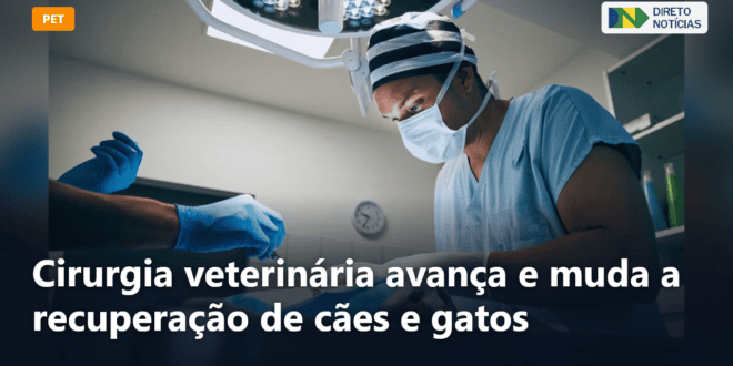Cirurgia veterinária avança e muda a recuperação de cães e gatos — Direto Notícias