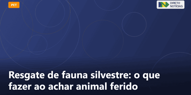 Resgate de fauna silvestre: o que fazer ao achar animal ferido — Direto Notícias