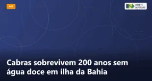 Cabras sobrevivem 200 anos sem água doce em ilha da Bahia — Direto Notícias