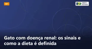 Gato com doença renal: os sinais e como a dieta é definida — Direto Notícias