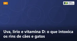Uva, lírio e vitamina D: o que intoxica os rins de cães e gatos — Direto Notícias