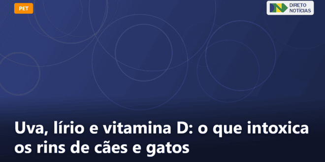 Uva, lírio e vitamina D: o que intoxica os rins de cães e gatos — Direto Notícias