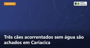 Três cães acorrentados sem água são achados em Cariacica — Direto Notícias