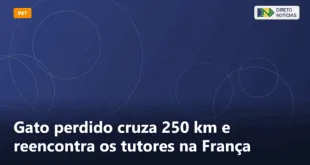 Gato perdido cruza 250 km e reencontra os tutores na França — Direto Notícias
